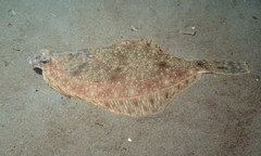 Lepidopsetta bilineata
