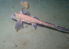 Spotted Ratfish photo 2