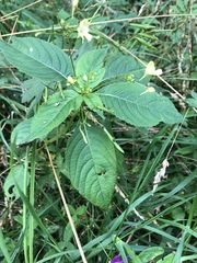 Impatiens parviflora