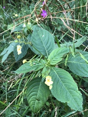 Impatiens parviflora