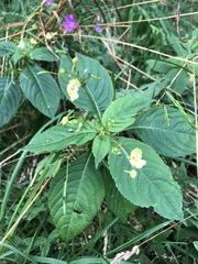 Impatiens parviflora