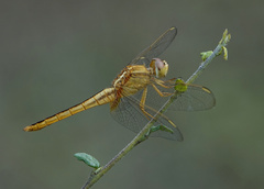 Crocothemis servilia