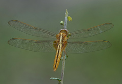 Crocothemis servilia