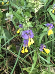 Melampyrum nemorosum