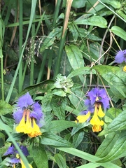 Melampyrum nemorosum