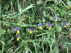 Melampyrum nemorosum