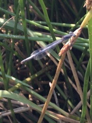 Ischnura perparva
