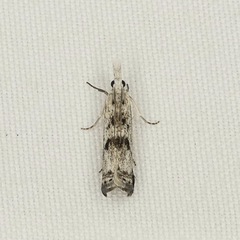 Microcrambus minor