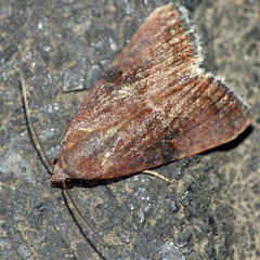Galgula