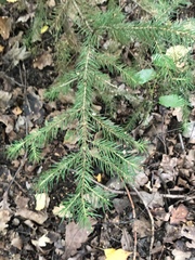 Picea abies