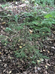 Picea abies