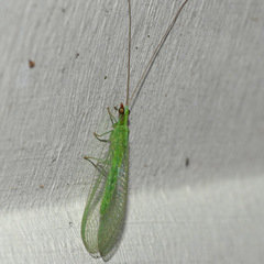 Chrysoperla pudica-group