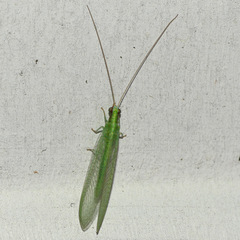 Chrysoperla pudica-group