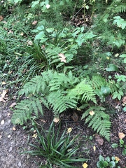 Athyrium filix-femina