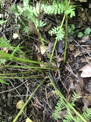 Athyrium filix-femina