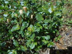 Ceanothus gloriosus gloriosus