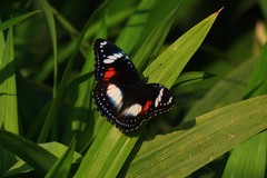 Hypolimnas bolina