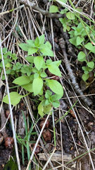 Moehringia trinervia