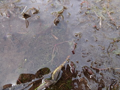 Utricularia geminiscapa