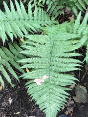 Dryopteris filix-mas