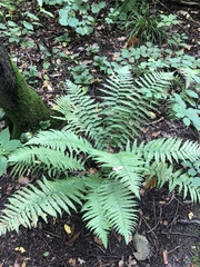 Dryopteris filix-mas