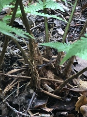 Dryopteris filix-mas