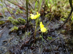 Utricularia geminiscapa