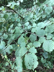 Corylus avellana