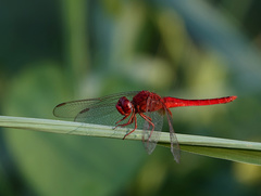 Crocothemis servilia