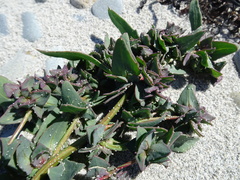 Atriplex dioica