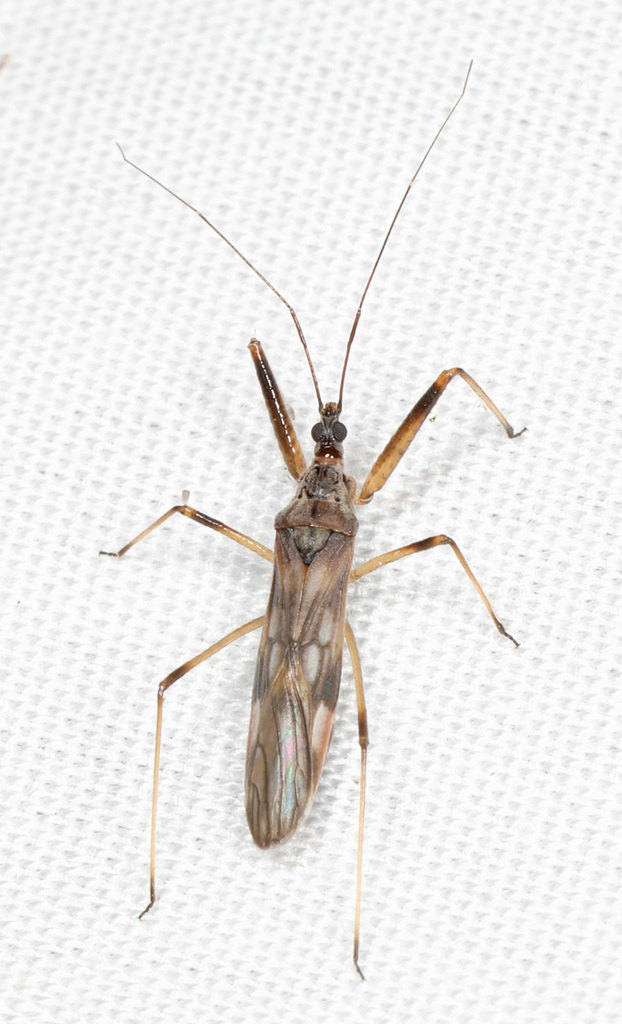 Metatropiphorus belfragei