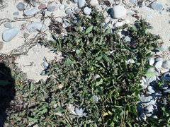 Atriplex dioica