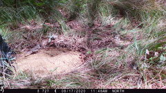 Spizella passerina passerina