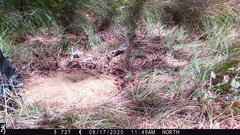 Spizella passerina passerina