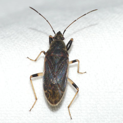 Perigenes constrictus