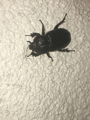 Hemiphileurus illatus