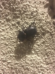 Hemiphileurus illatus