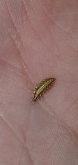 Chrysopidae