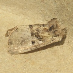 Meropleon diversicolor