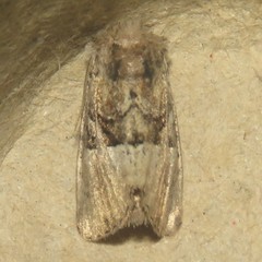 Meropleon diversicolor