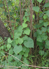 Menispermum dauricum