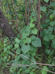 Menispermum dauricum