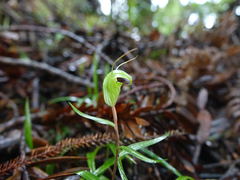 Pterostylis brumalis