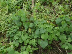 Menispermum dauricum