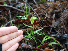 Pterostylis brumalis
