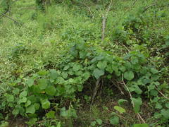 Menispermum dauricum