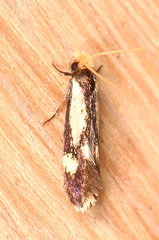 Isocorypha mediostriatella