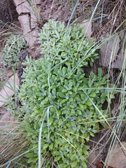 Salvia canescens