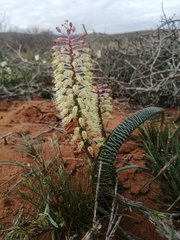 Lachenalia anguinea