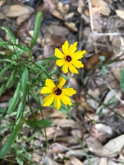 Coreopsis leavenworthii